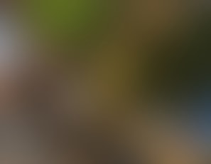 459_Flashing_and_Sucking_Cock_in_Nature